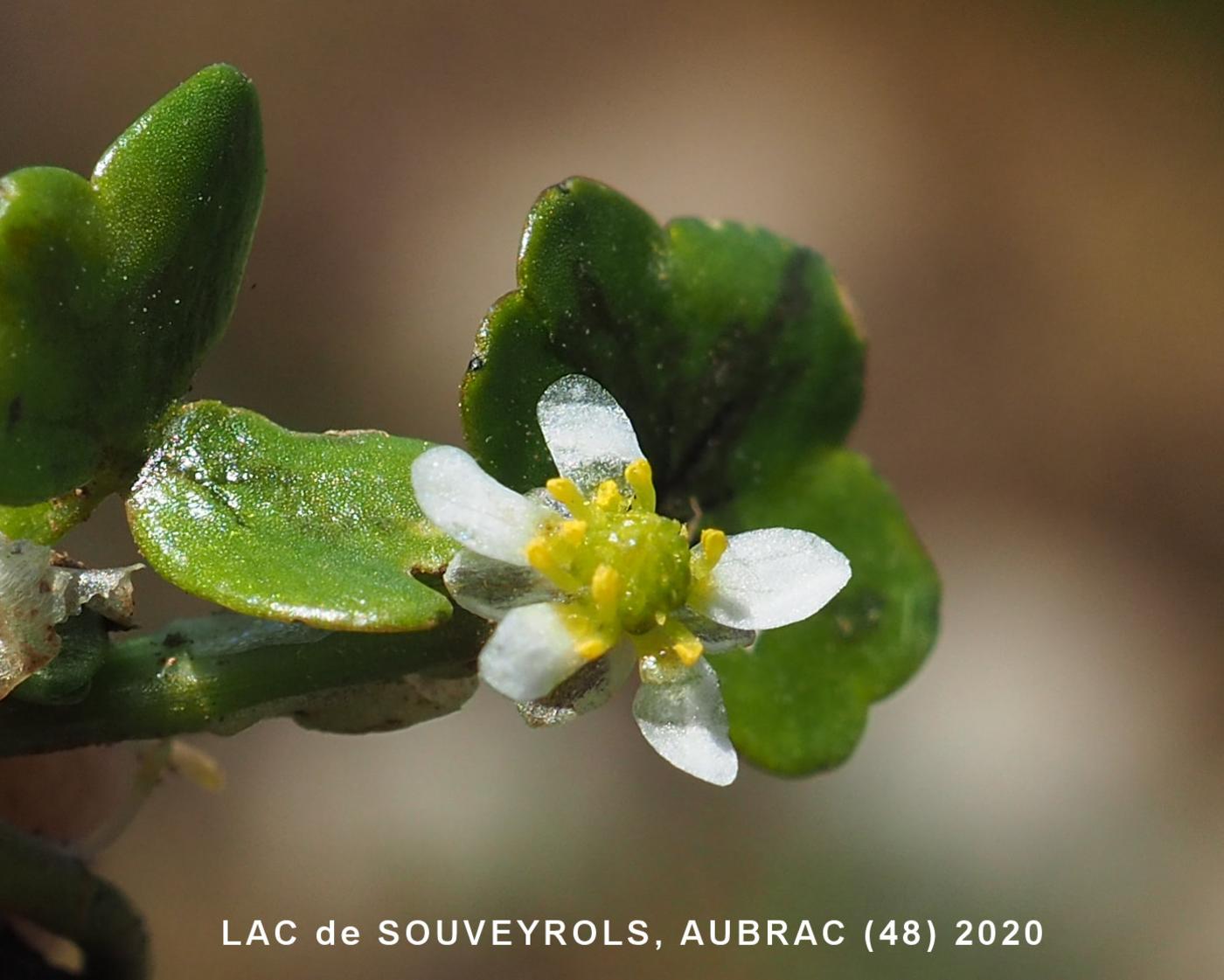 Crowfoot, Ivy-leaved flower
